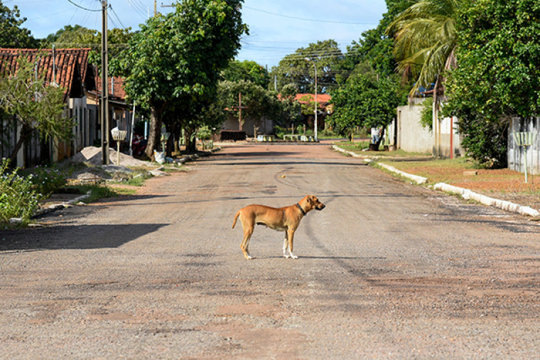 Cachorro no município de Cristalândia (imagem ilustrativa).