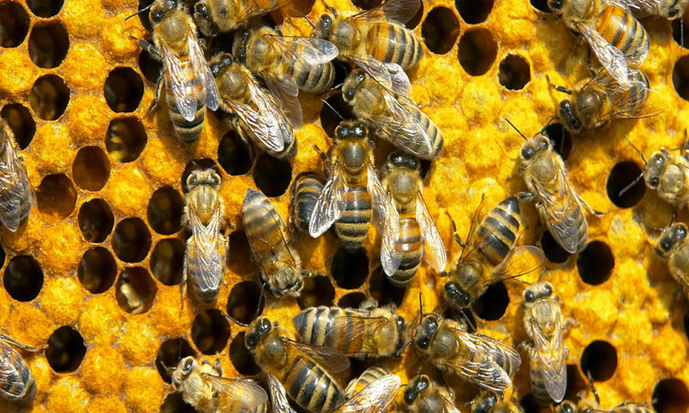 Projetos de apicultura começam a ser desenvolvidos em Agosto com entrega de equipamentos