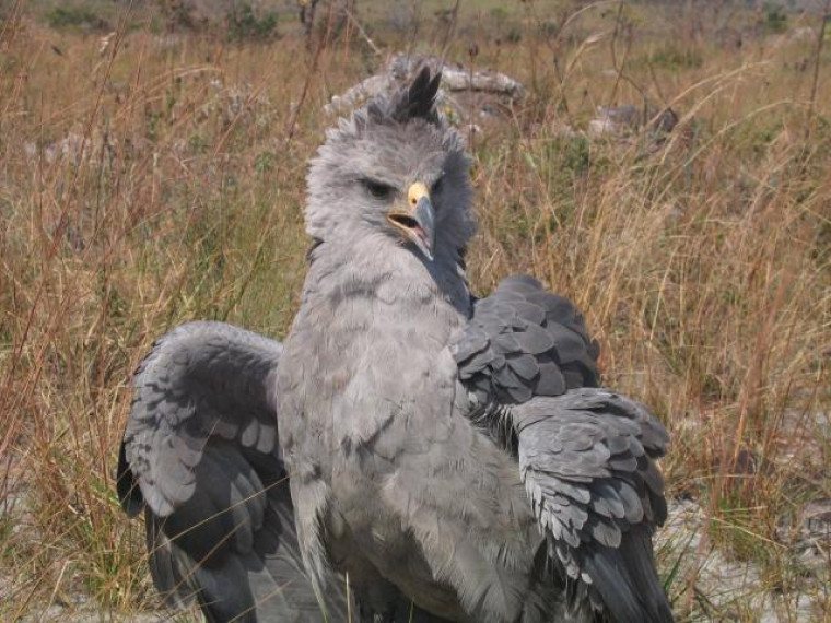 A águia-cinzenta é uma espécie considerada rara