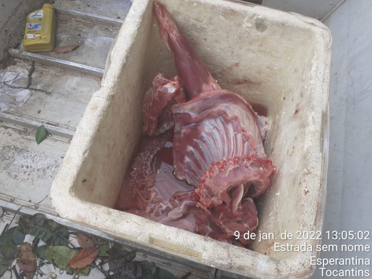 Um caititu (espécie de porco selvagem) foi apreendido durante operação