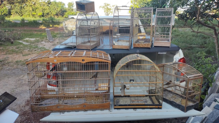Fiscais resgatam aves mantidas em cativeiro