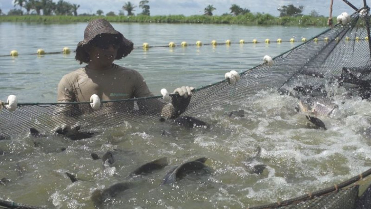 Agronorte produz cerca de 800 toneladas de peixe por ano