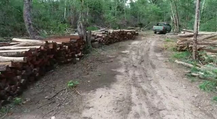 Policiais militares do BPMA encontram depósito de madeira ilegal