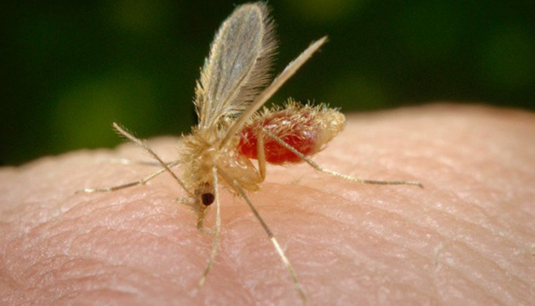 Mosquito palha, vetor de transmissão da doença.