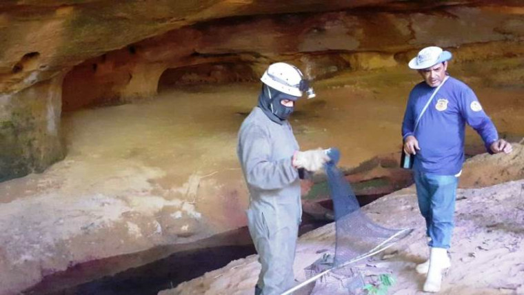 Técnicos estão em Goiatins fazendo a captura de morcegos em cavernas