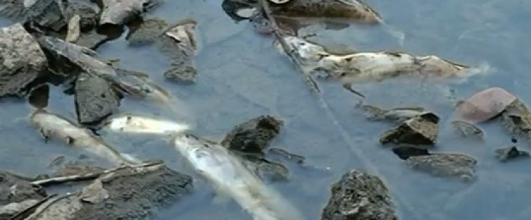 Mortandade de peixes aconteceu nesta semana no Rio Pau Seco, no sul do estado.