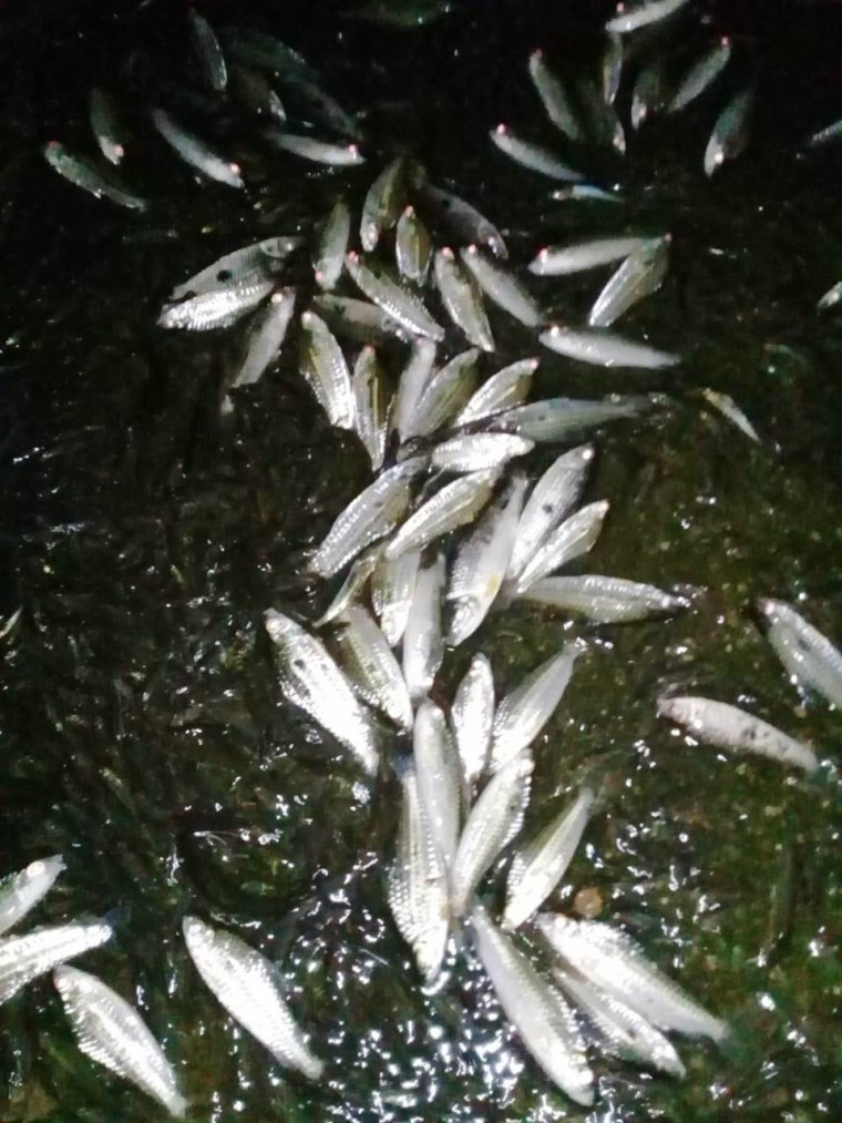 Milhares de peixes morreram