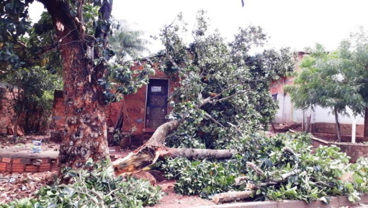 Árvore que caiu no Setor Vila Santiago e deixou moradores em alerta.