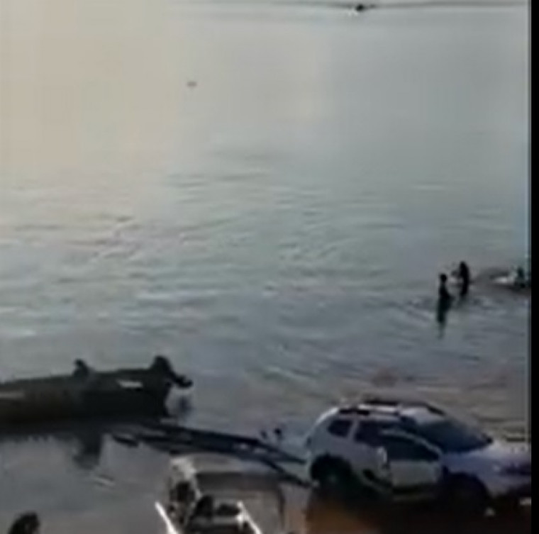 Vídeo mostra jacaré próximos ao cais do porto de Araguatins.
