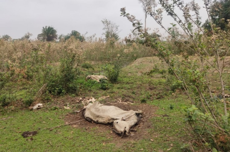 Carcaças de bois que morreram de fome na propriedade.