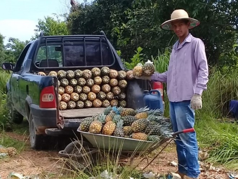 Guilherme ajuda a família na produção do abacaxi