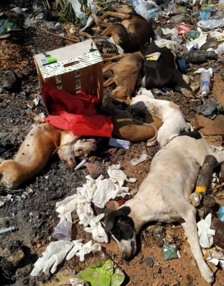Vários cães jogados no lixão