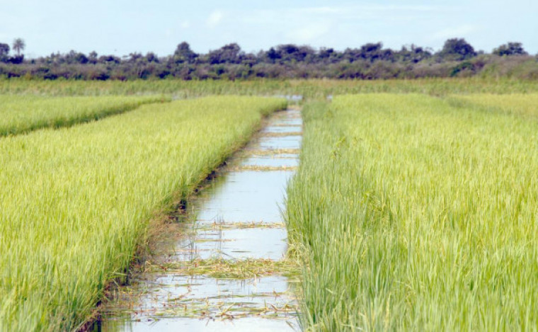 Produção de arroz irrigado em Lagoa da Confusão