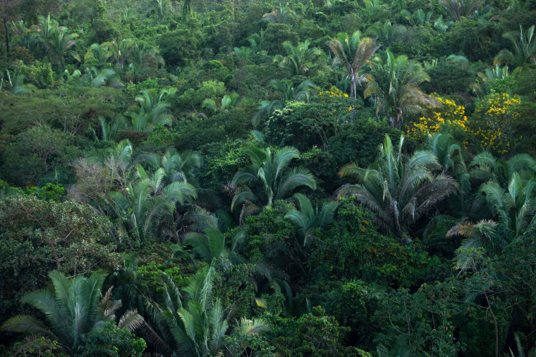 Edital seleciona projetos que visam proteção à floresta amazônica.