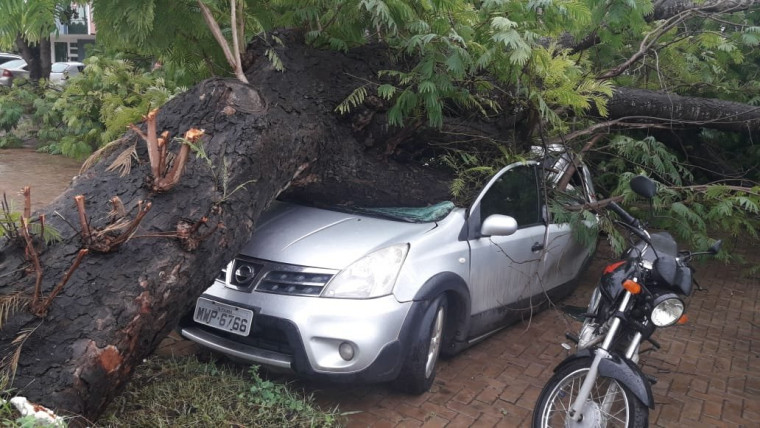 Com a queda da árvore, o automóvel ficou parcialmente destruído
