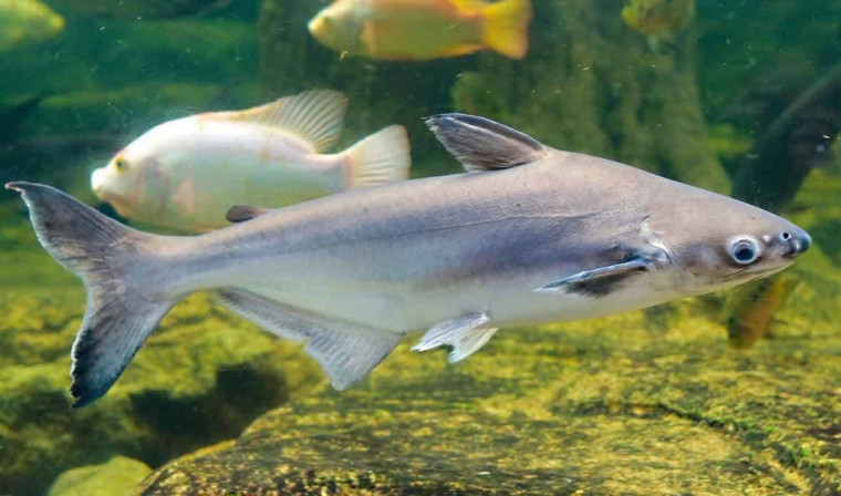 Peixe panga é oriundo do sudeste asiático