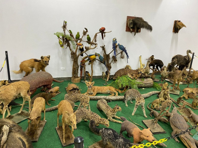 Acervo reúne animais de espécies do Brasil e do mundo