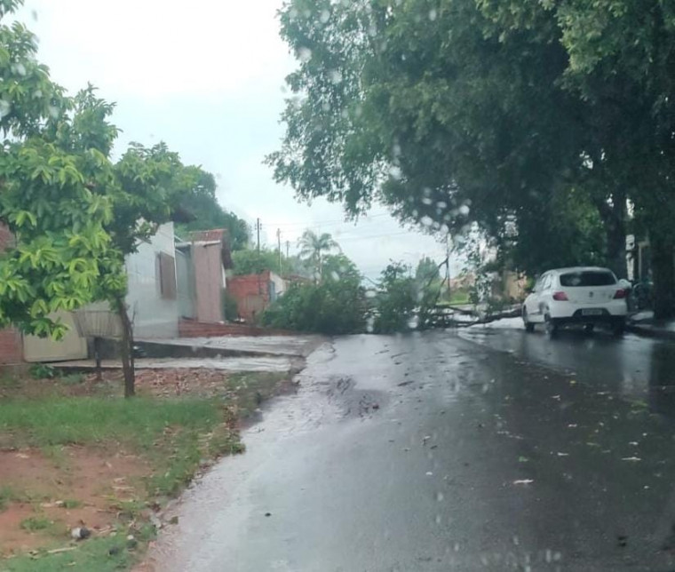 Árvore caída após temporal em Araguaína.