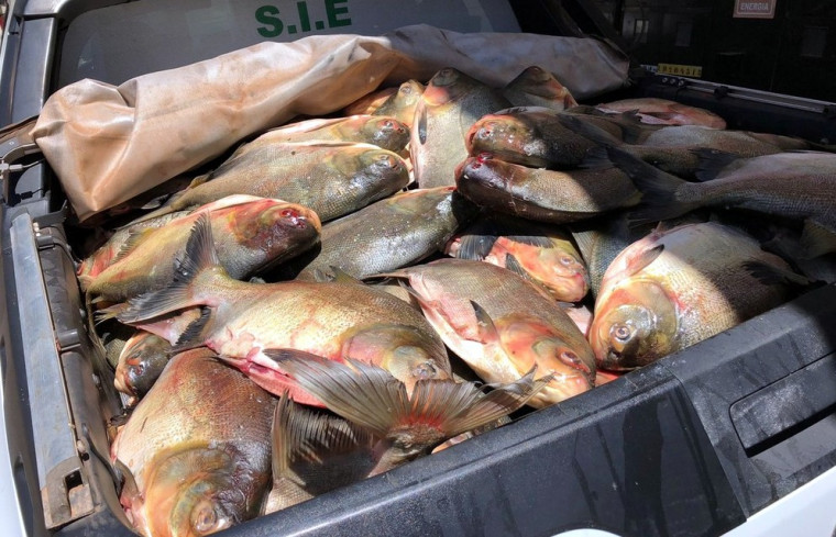 Todo pescado foi descartado no aterro sanitário de Palmas