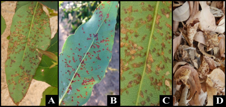 Sintoma da mancha bacteriana na folha de eucalipto