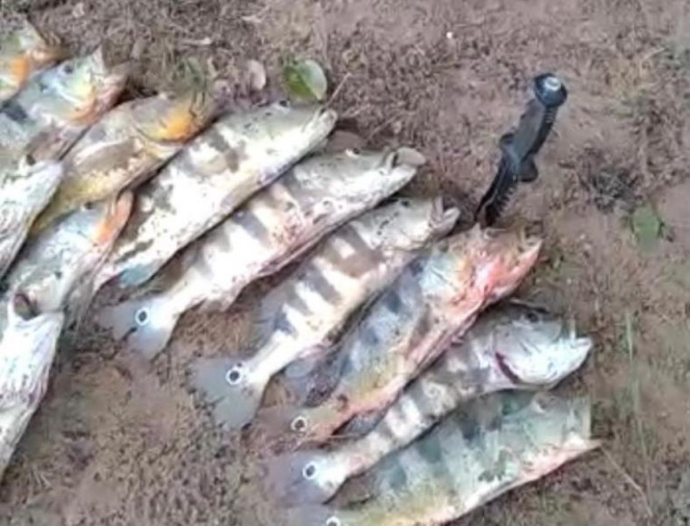 Pesca durante a piracema configura crime ambiental