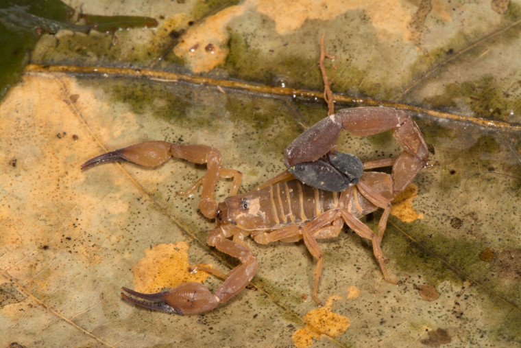 A espécie Tityus Serrulatus é conhecida como escorpião-amarelo