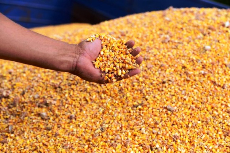 O milho também tem grande participação no PIB agrícola do Tocantins