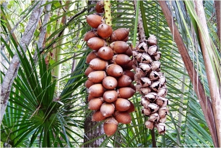 Coco babaçu é uma riqueza natural no estado do Tocantins