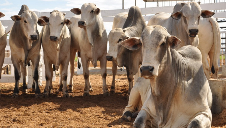 Gerente de fazenda fazia negociações com gado da propriedade em que trabalhava.