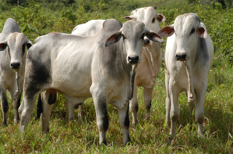 Carne bovina aparece na segunda posição no ranking de exportações de produtos agropecuários