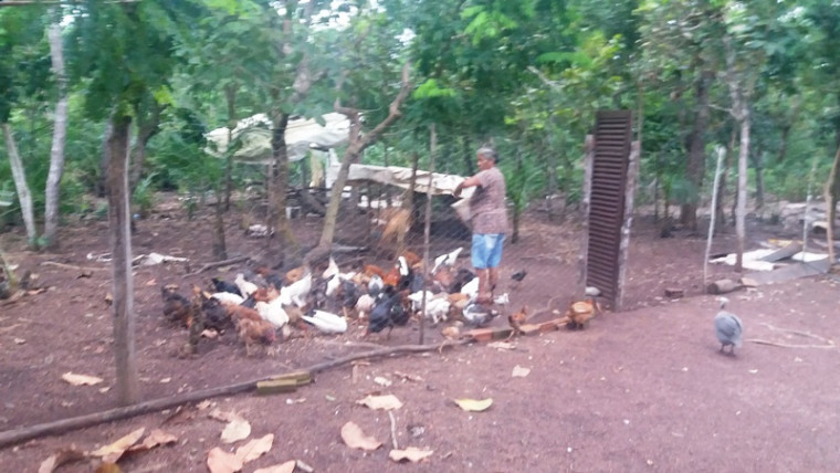Criação de galinhas