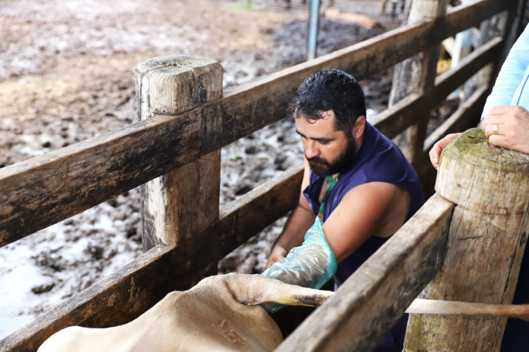 Programa de inseminação artificial para bovinos de agricultores familiares.