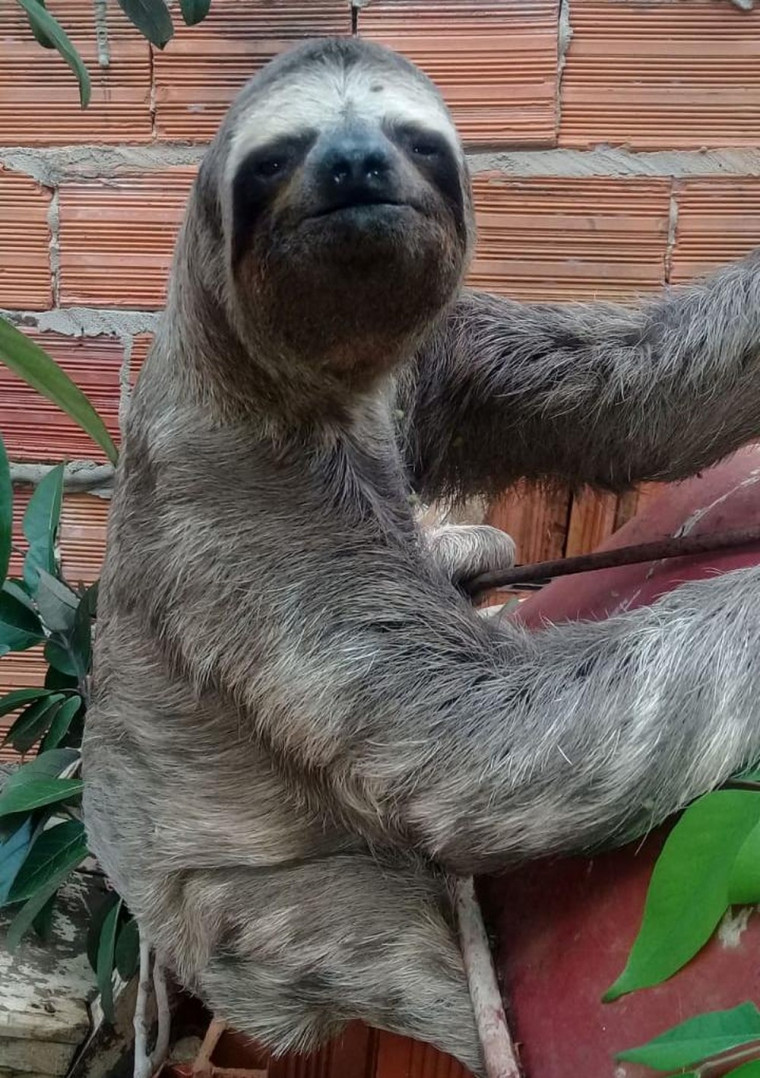 O animal estava no quintal de uma residencia no perímetro urbano de Araguaína