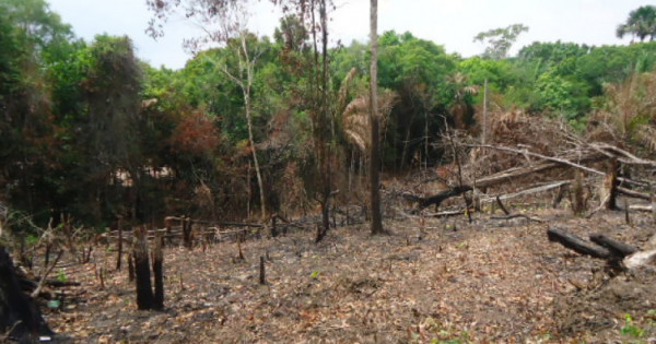 Tocantins sai de 5º para 3º lugar no ranking dos estados que mais desmatam no Brasil