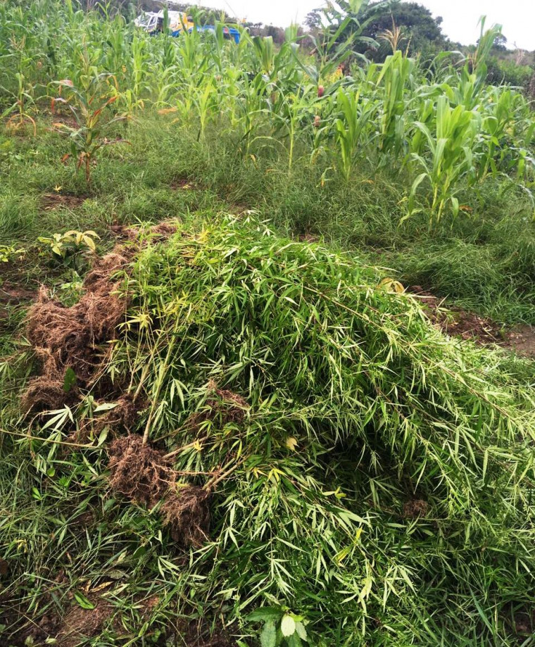 Maconha foi incinerada