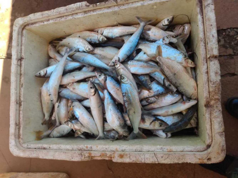 O pescador que transportava o pescado foi multado em R$ 4,700