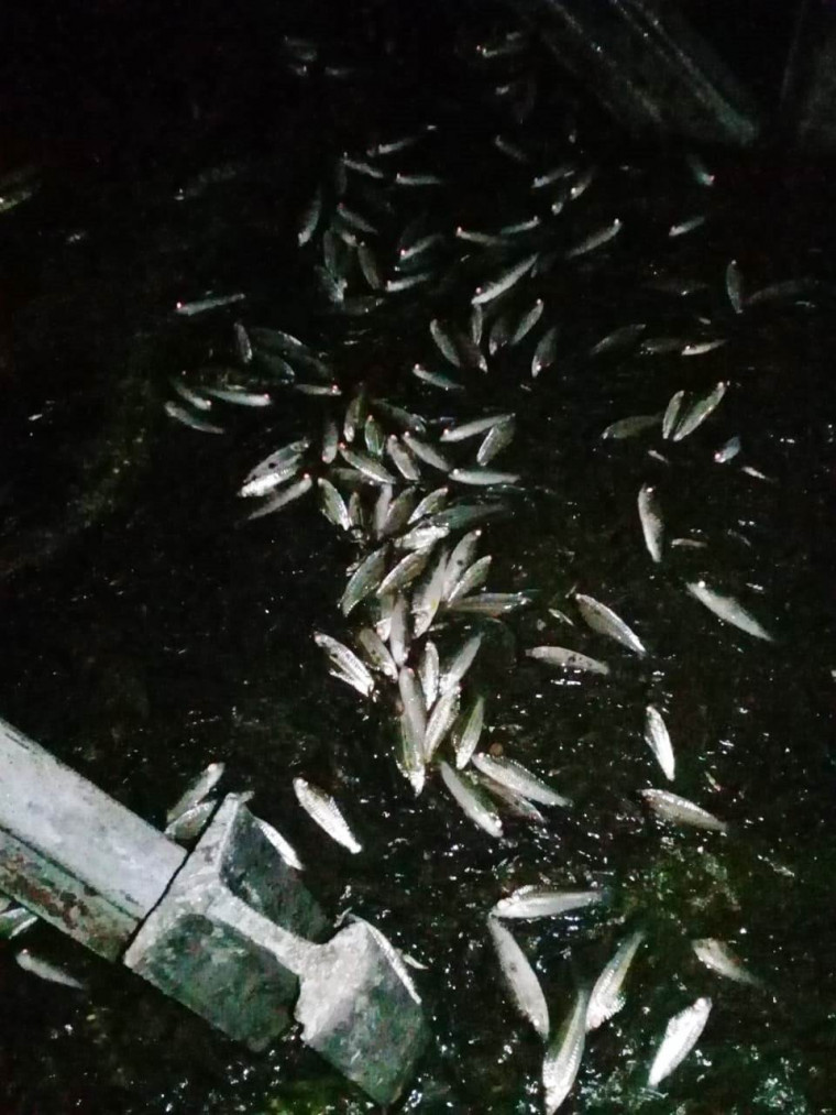 Peixes mortos