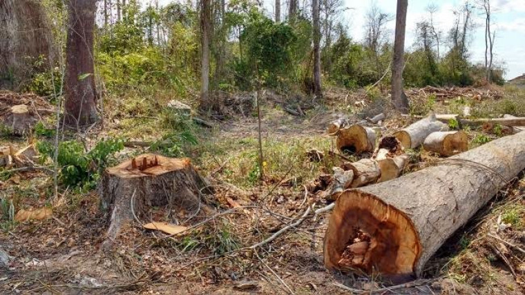 MPTO vai investigar licenças para desmatamento