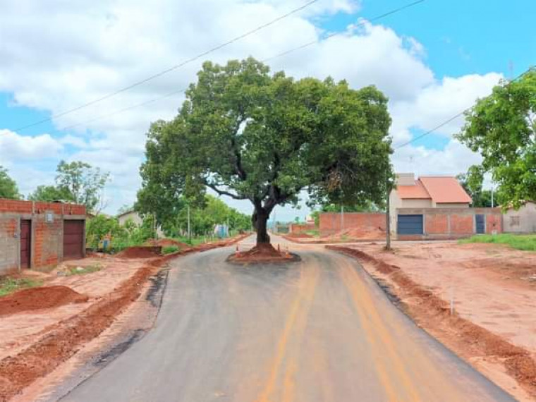 Os moradores aprovaram a iniciativa de preservar a árvore