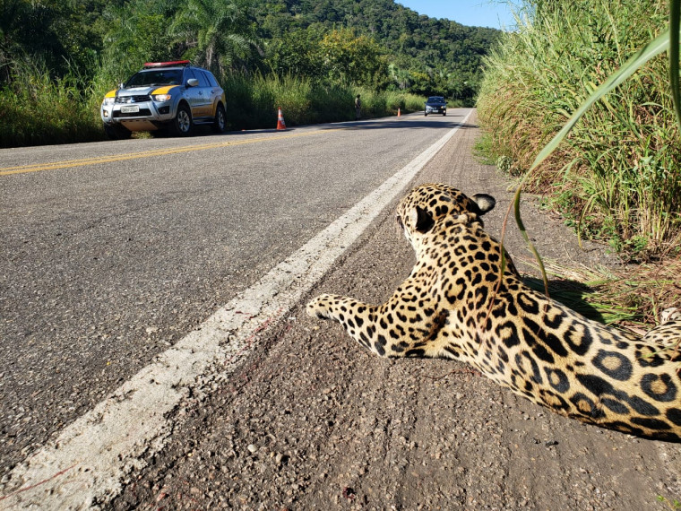 O animal foi avistado às margens da rodovia por uma viatura do BPMRED