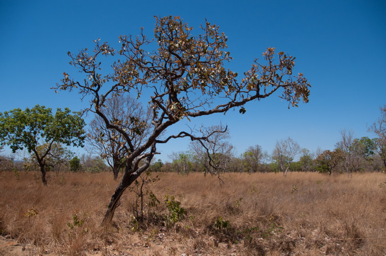 Cerrado tocantinense