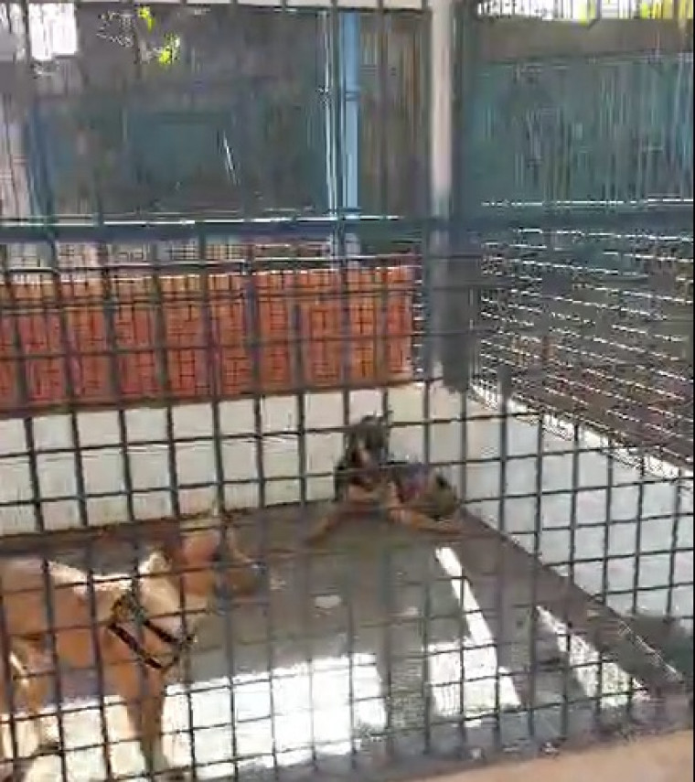 Cães no canil que está sendo reformado no CCZ de Araguaína.