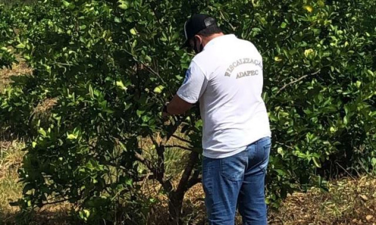 nspetores da Adapec durante monitoramento de pragas dos citros no Projeto Manuel Alves