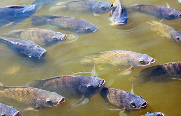 A liberação para criação do peixe Tilápia no Tocantins vai impulsionar os negócios