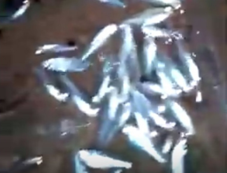 Peixes mortos no rio Lontra