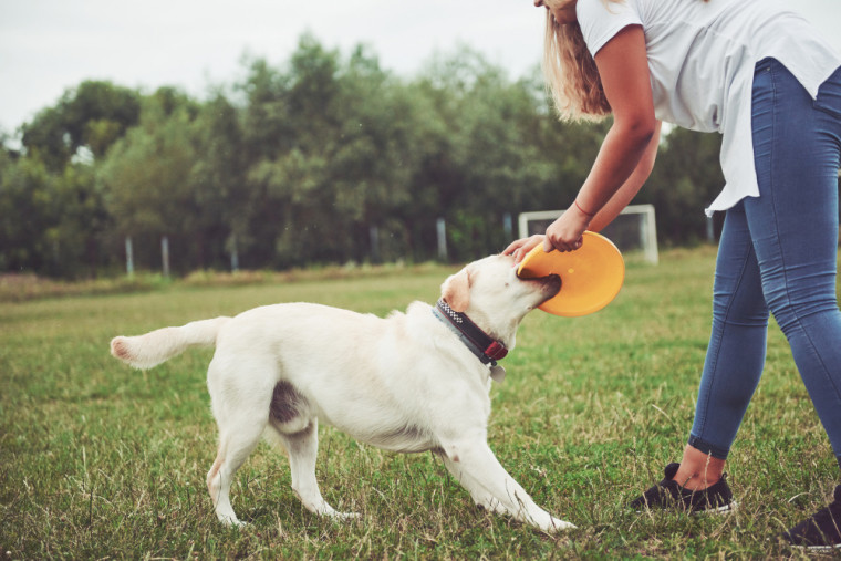 Brincar com cães pode reduzir o estresse