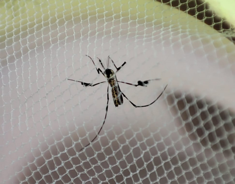 A febre amarela é uma doença infecciosa febril aguda