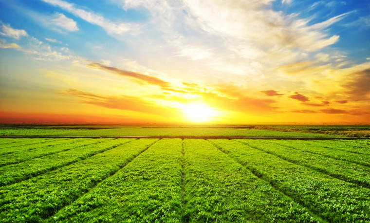 Profissionais do agronegócio ganham acima da inflação em 2024