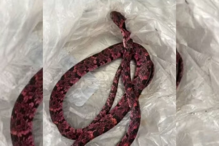 Cobra que o homem teria engolido.