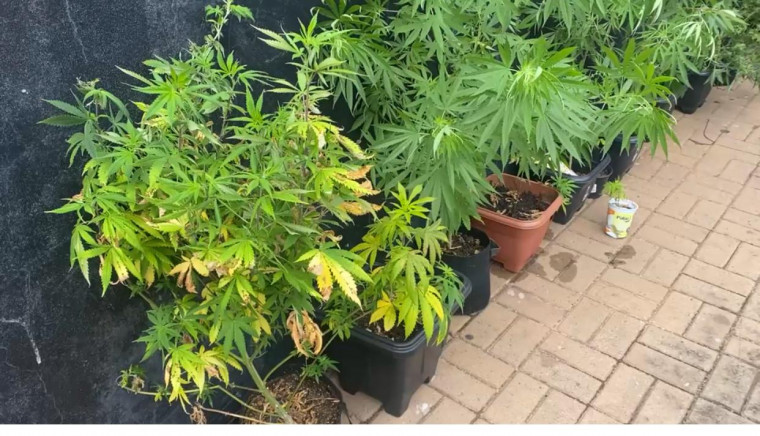 Homem ainda mostrava os pés de maconha nas redes sociais.